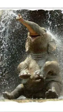 Baby elephant!