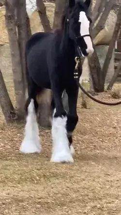 Gypsy horse