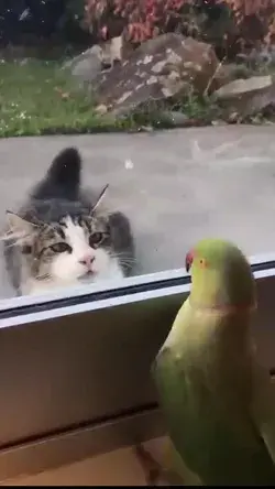 A Parrot Playing Peekaboo With A Cat 🐱🐱🦜🦜