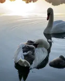 ducks with little duckling