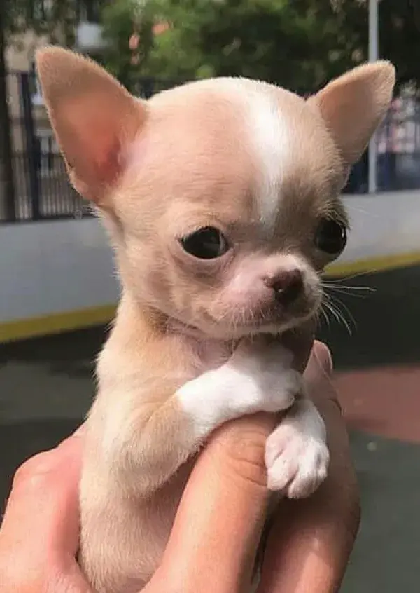 Cute Chihuahua Puppies