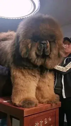 "The Tibetan Mastiff's Role in Modern Society: Beyond Just a Guard Dog" training challenges