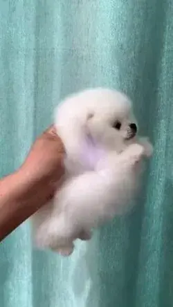 amazing pomeranians pom pom