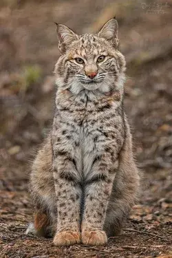 Bobcat