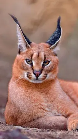 Caracal Wild Cat (Caracal caracal)