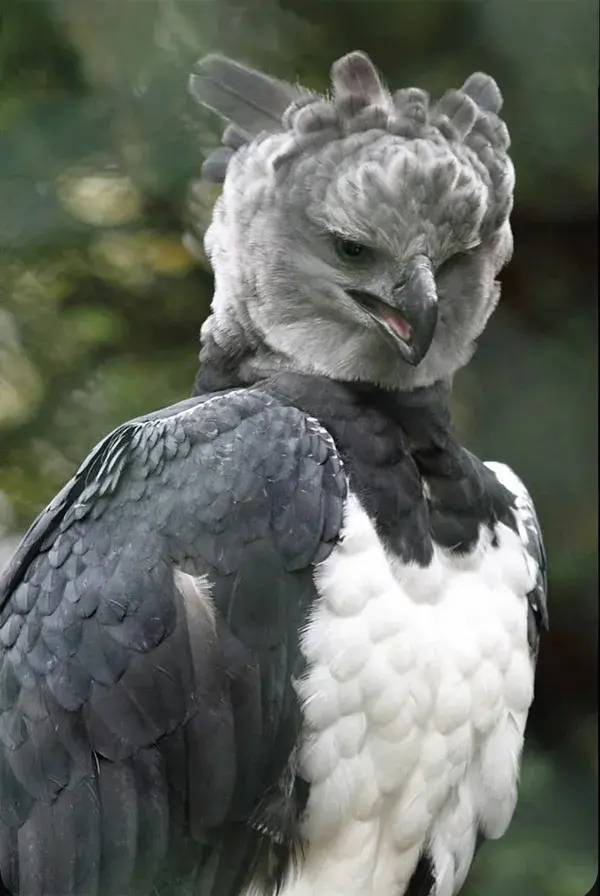 Harpy Eagle (Harpia harpyja)