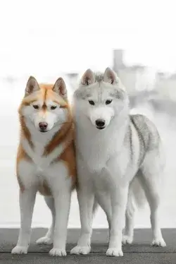 most beautiful Husky dogs | cutest Husky dogs | cute and funny dogs | Husky puppies
