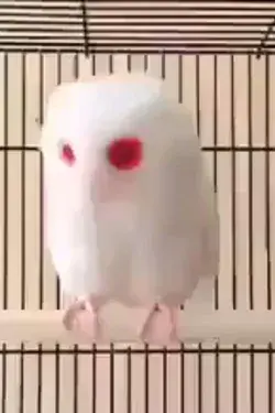 Red-eyed albino owl