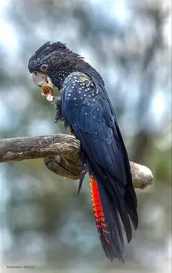 Red-Tailed Black Cockatoo (Calyptorhynchus banksii)