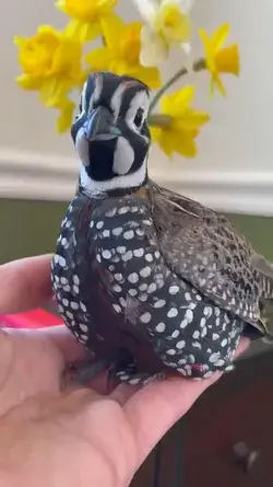 Happy little quail