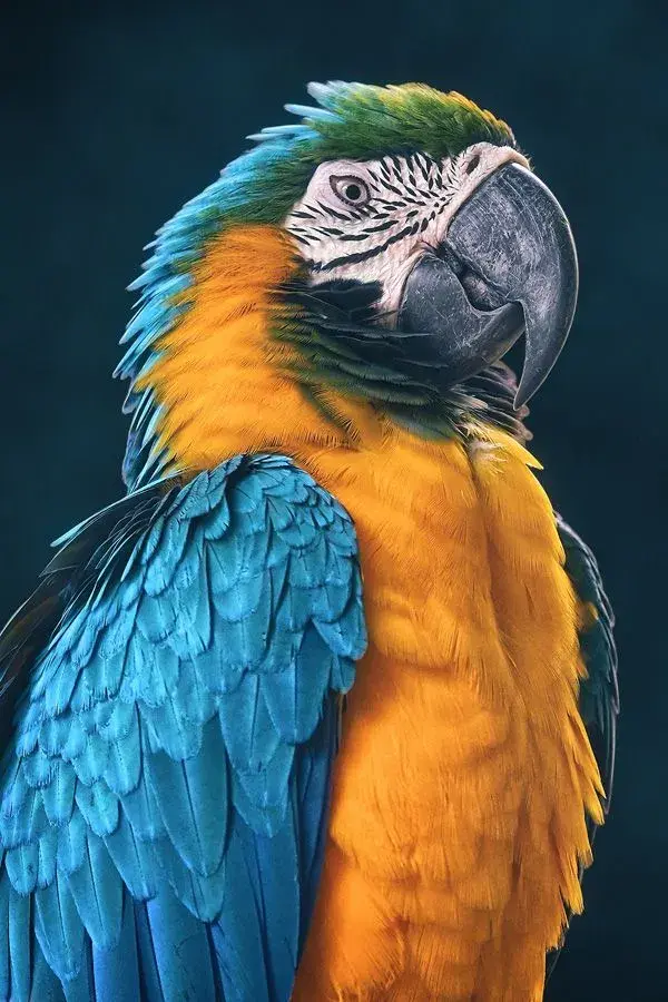 Portrait of a Blue and Gold Macaw | Darren Song Ng Photography