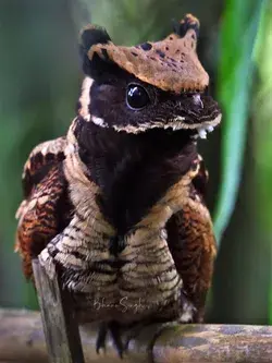 r/NatureIsFuckingLit - 🔥 The great eared nightjar, looks like a little dragon <3