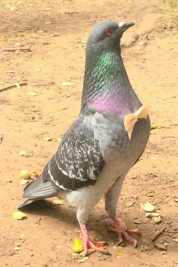 Explore Pigeon Elegance: See Stunning Pictures, Learn Facts in the Video- Nature Birds Animal Tattoo