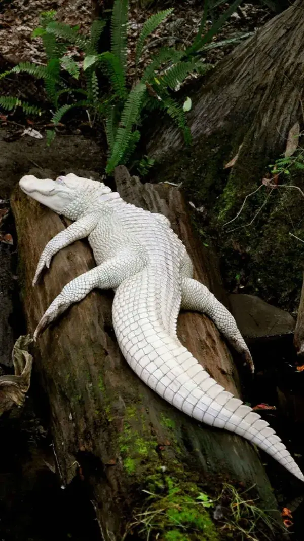 The stunning beauty of Albino animals