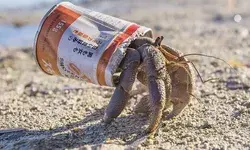 Remote islands where plastic waste killed half a MILLION hermit crabs