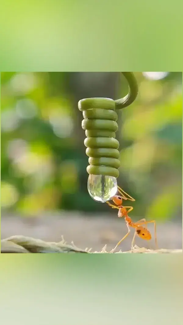 Ant and water