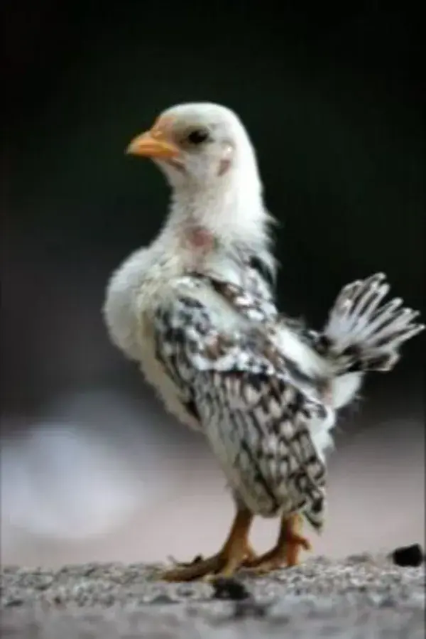 Cute & Curious: Unravel Chicken Secrets with Video & Pictures - Birds Tattoo Animal Wallpaper Nature