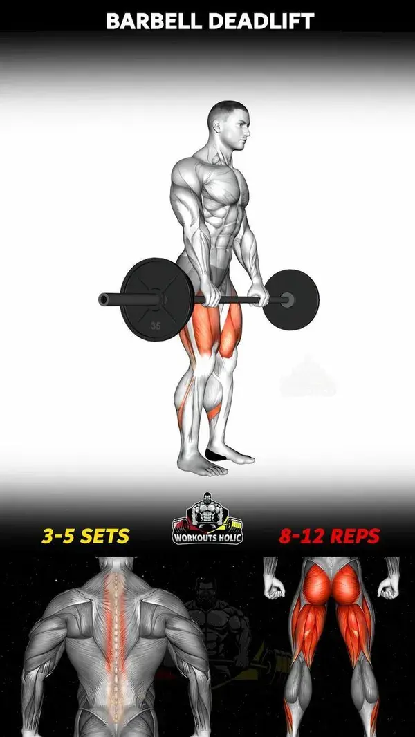 Barbell deadlift - Gym Back Workout Exercise