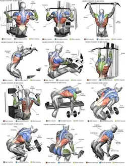 Body Building Workouts