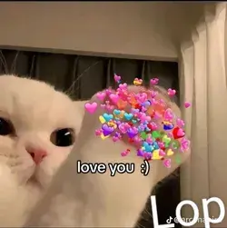 kucing love you