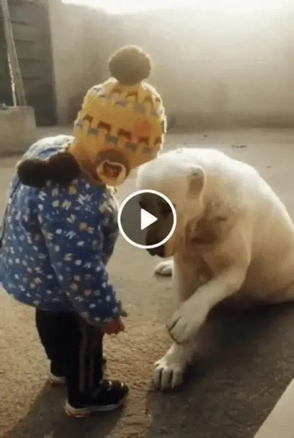 Adorable dog playing with the kid