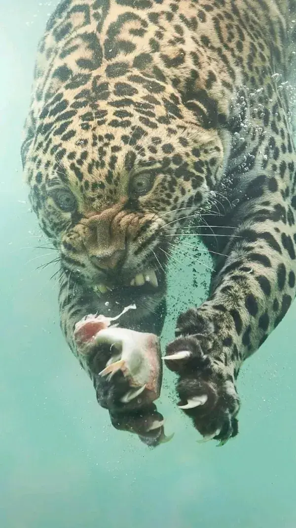 Hunting leopard in the Water