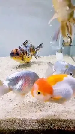 Goldfish Aquarium