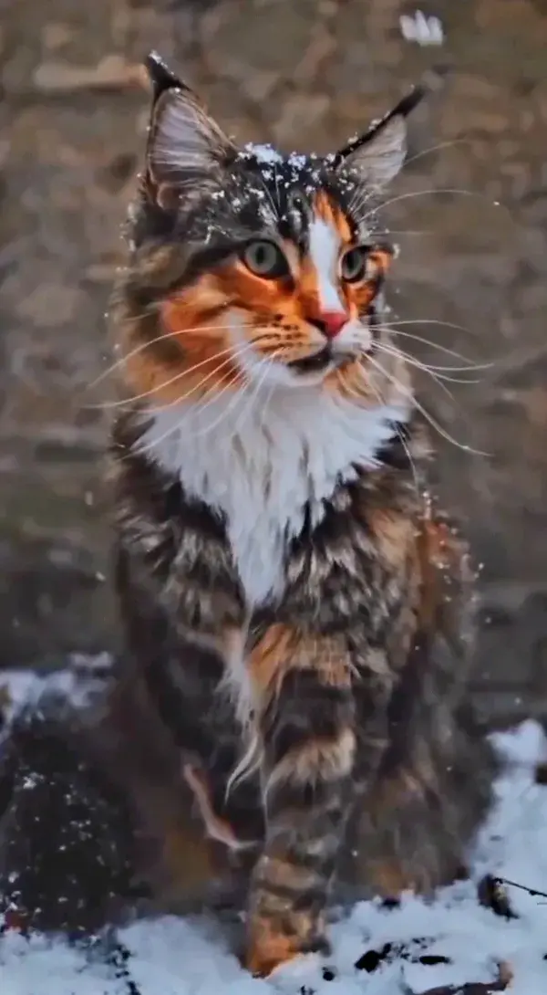 Most Beautiful Cats In The World  Top 10 MOST BEAUTIFUL CAT BREEDS in the WORLD Top 10 most beautifu