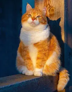 #cats #catsofinstagram #cat #catstagram  #cats_of_instagram #kitty #catlover #instacat