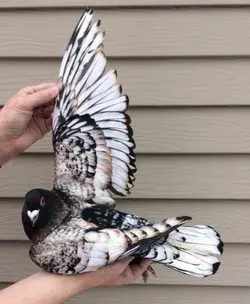 Immerse in Pigeon Wonders: Watch Video for Surprising Facts - Nature Birds Wallpaper Animal Tattoo