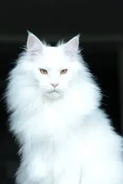 Amazing all White Maine Coon beauty...