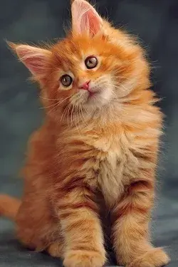 sweet kitten