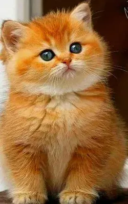 10 of the most adorable and cute 11 Designer Cat  23 Cutest Cat Breeds Anyone Will Love