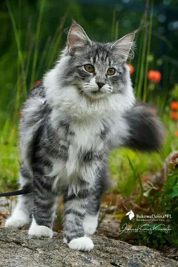 Siberian Cats: Unlocking Their Ancient Roots