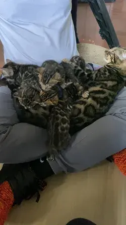 When your hooman makes a great nest!