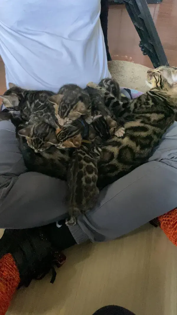 When your hooman makes a great nest!