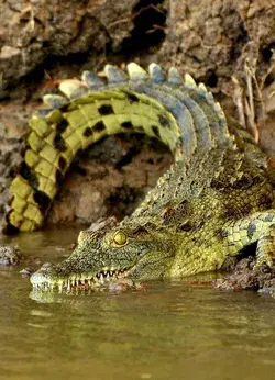 Alligator Eyes: Mesmerizing Close-Ups of This Reptile's Gaze - Alligator Images Alligator Videos