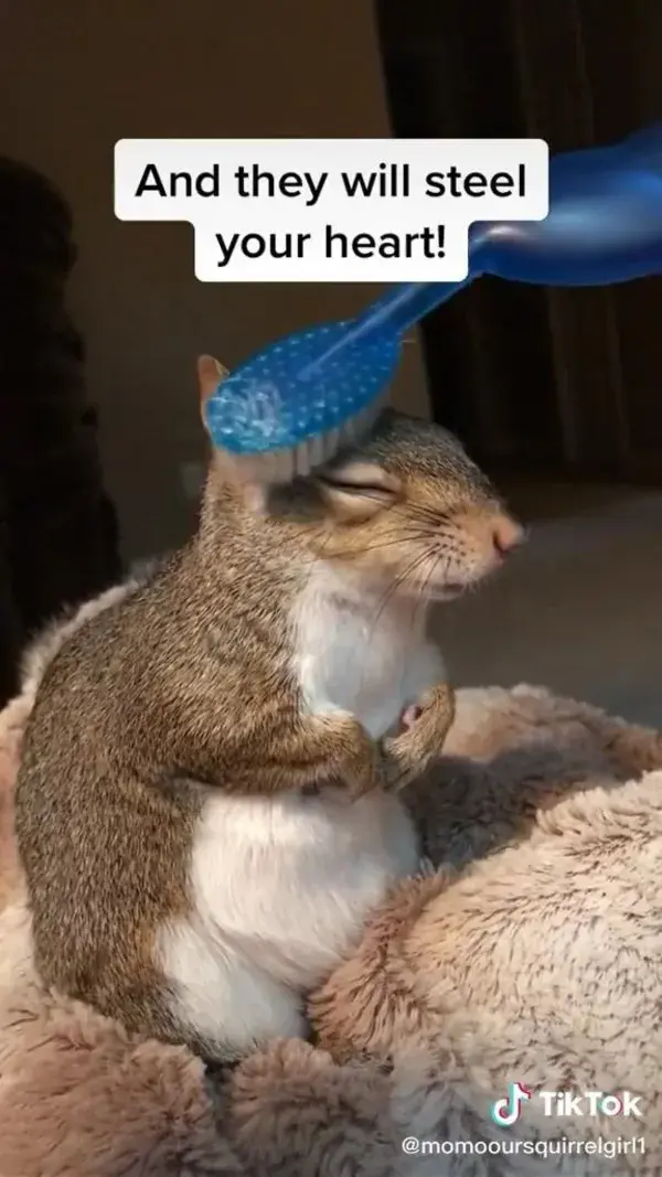 ‪Kinda want a house squirrel 🐿 after watching this. #spiritbath‬