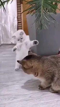 funny cat videos