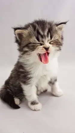 cute cat icon