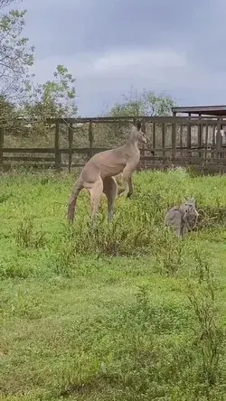 wow, what a strong kangaroo !! show me your muscle !!