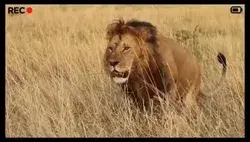 #king #lion 👑🔥🔥🔥💕