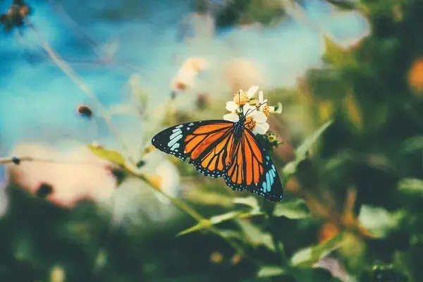 Beautiful butterfly on the sunflower