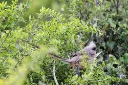 Speckled mousebird colius striatus featuring amakhala, game, and reserve
