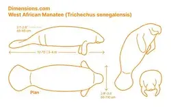 West African Manatee (Trichechus senegalensis)