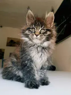 The Top 9 Friendliest Cat Breeds Cutest Cat Breeds THE MOST BEAUTIFUL CAT BREEDS