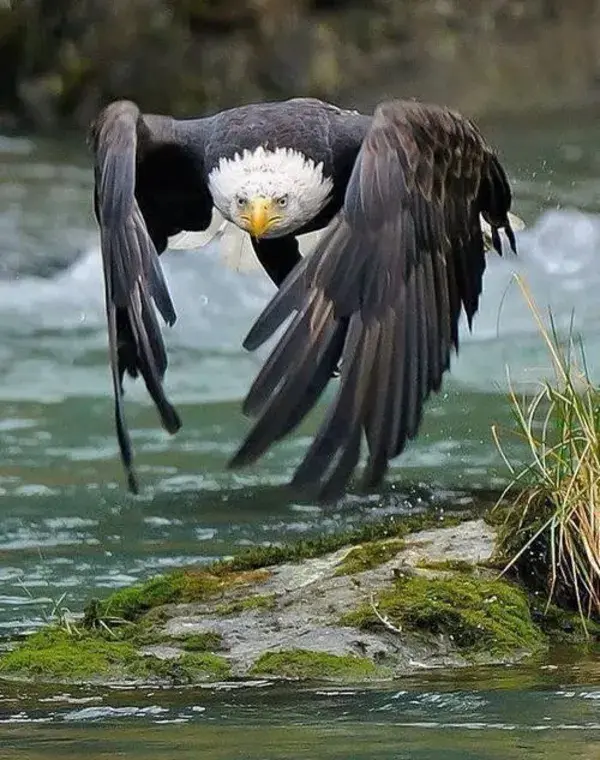 Eagle in flight.