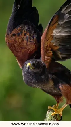 Harris's Hawk