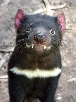 Tasmanian Devil: Untamed Predator in Mesmerizing Pictures - Animal Wallpaper Aesthetic Animal Tattoo