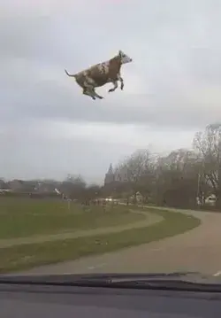 Flying cow….